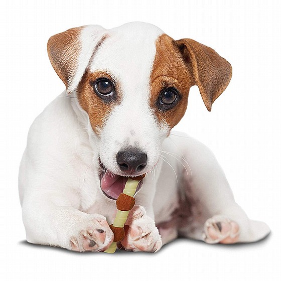  ����� ����� ���� ������  ���� ����� ������, ���� M �������  Nylabone