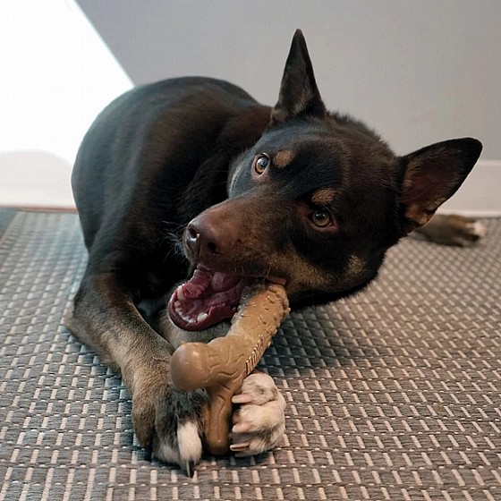 ��� ����� ������ ���� L ����� ���  KONG ChewStix Tough