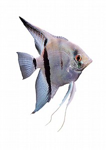 �� ���� ����