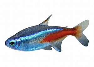 �� ���� �����