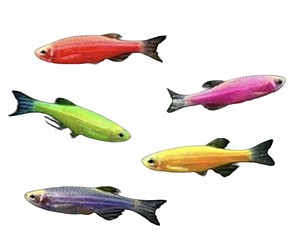 �� ���� ���