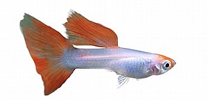 �� ���� ����