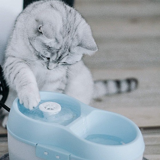 ����� ��� ��� �����  3 ���� Cat it