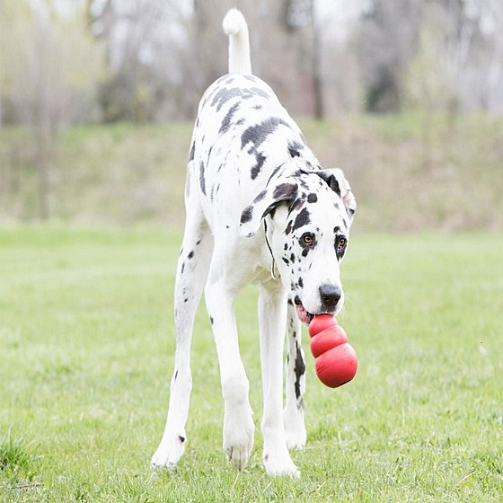 ���� ������ ������, ���� XXL, ���� ���� ������  KONG Classic