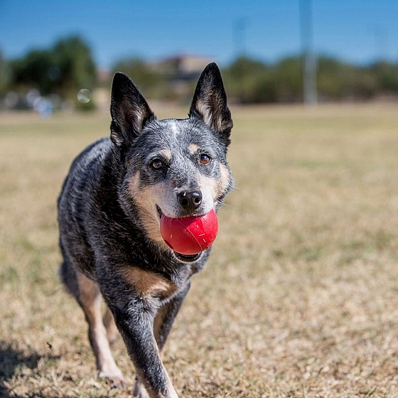 ����  ���� ������ �����,  ���� M, ���� ������ �������, ������ ����� KONG  Ball