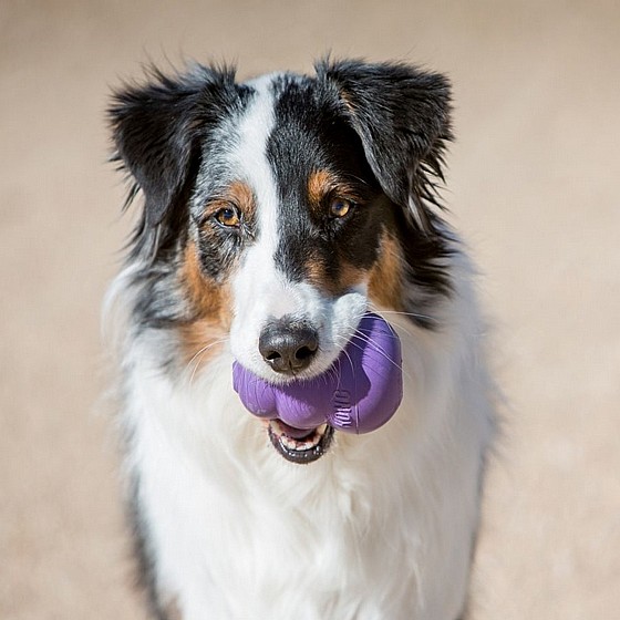 ���� ������, ���� S, ����� ������   KONG Puppies