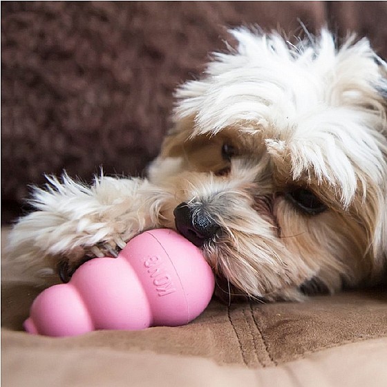 ���� ������, ���� S, ����� ������   KONG Puppies