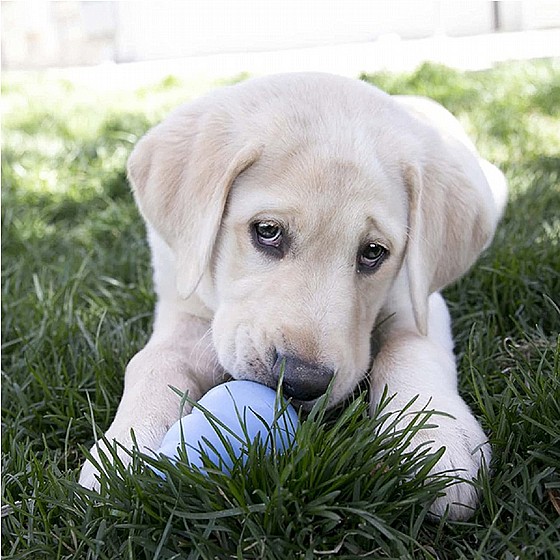 ���� ������, ���� M, ����� ������   KONG Puppies