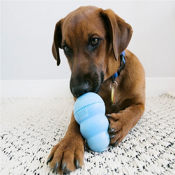 ���� ������, ���� XS, ����� �����  KONG Puppies