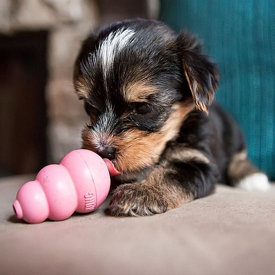 ���� ������, ���� XS, ����� �����  KONG Puppies
