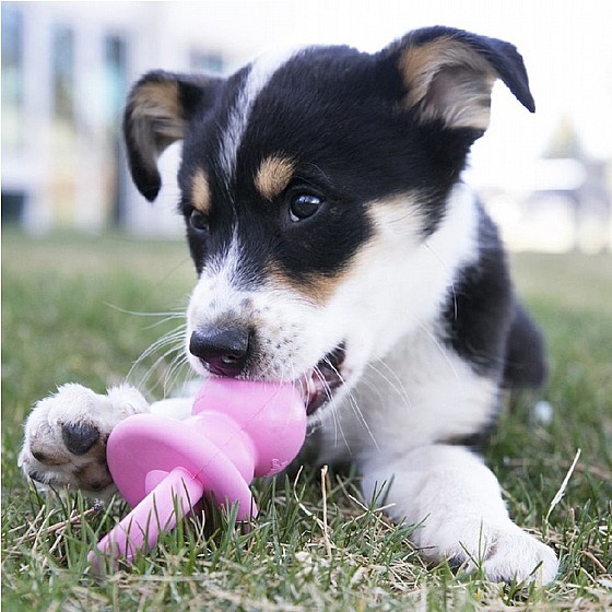 ���� ���� ���� ������, ���� M, ����� �����  KONG Binkie for Puppies
