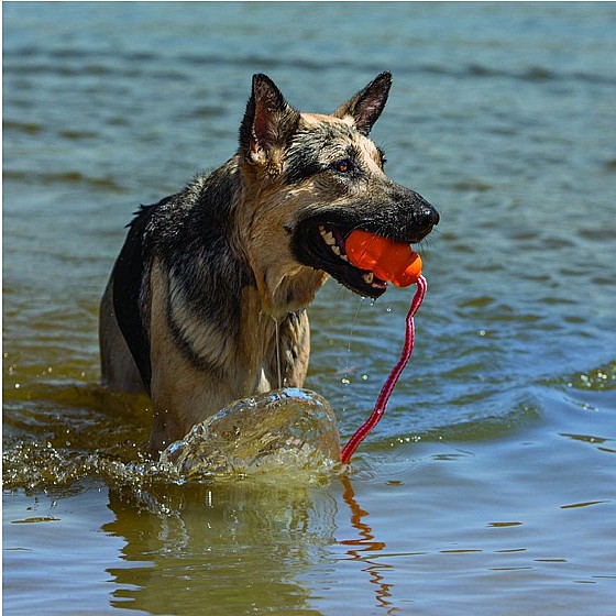���� �����, ���� L, ����� ����� ������ ������  KONG Aqua 