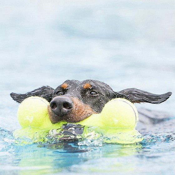 ���� ������� ��� ������, ���� L, ���� ����� ������  KONG Airdog Squeaker Bone