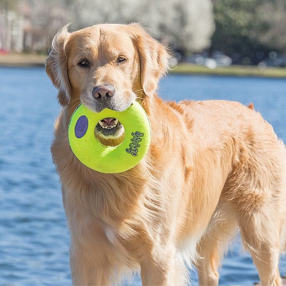 ���� ���������� ����� ������, ���� S, ���� ����� ������  KONG  Airdog Squeaker Donut