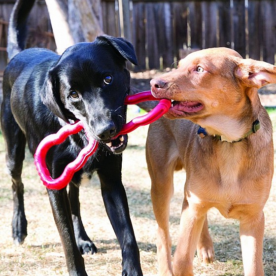   ���� ����� ������ ������ KONG Tug Toy