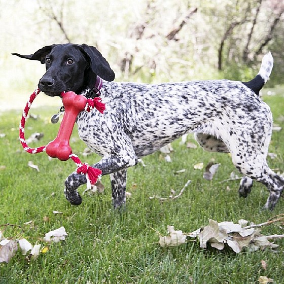 ���� ��� �� ��� XS ������  KONG Goodie Bone with Rope 