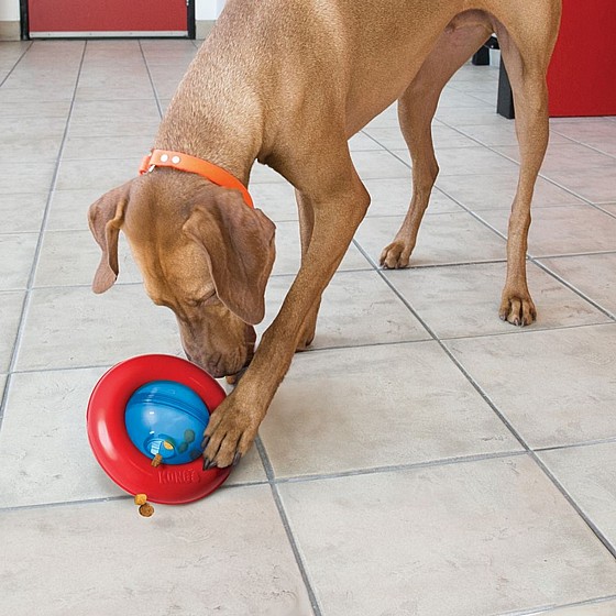 ���� ���� ����� ����� ����������� ���� S, ���� ����� ������ �����  KONG Quest Wishbone