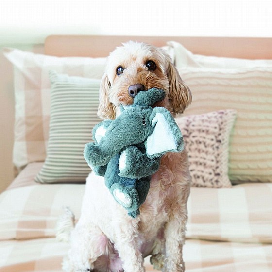 ���� ���� ����� �� , ���� L, ����� ������  �����  Kong Comfort Kiddos Bear