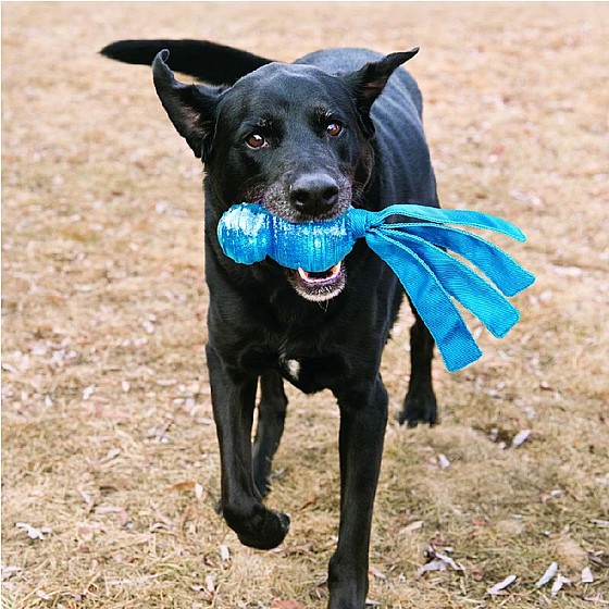 ���� ���� ���� �����, ���� L, ����� ����� ����   KONG Wubba Comet