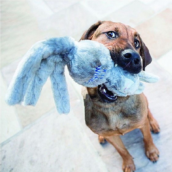 ���� ���� ����, ���� S, ����� ����� ����   KONG Wubba