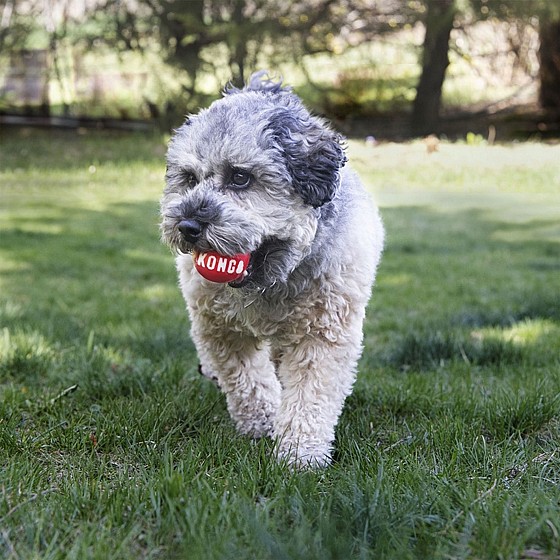 ���� ���� �������� 2 ��, ���� ���� ������ �����,  ���� S, ���� ������   KONG  Signature Ball