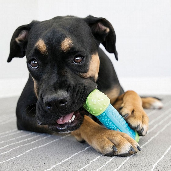 ��� ���� ���,  ���� M/L, ����� �����  KONG  Corestrength Bone 