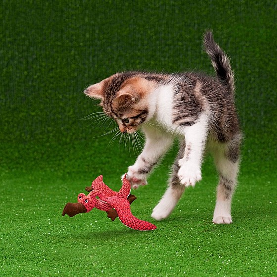 ���� ���� ������� , ���� �������� ������ �����  KONG Cat Dynos 