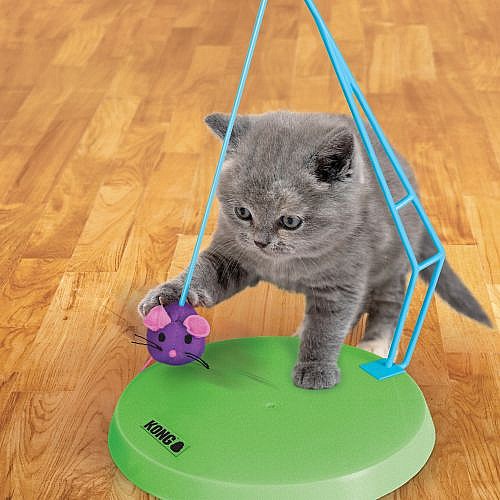 ���� ���� ����� ������� , �� ���� ����� ������ �����  �����  KONG Cat Active Sway �n Play 