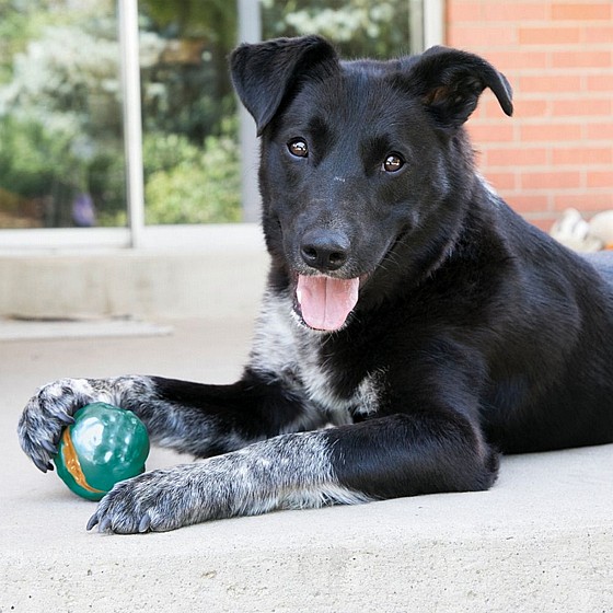 ���� ���� ����� ������, ���� M, ���� ����  ������ KONG Twistz Ball