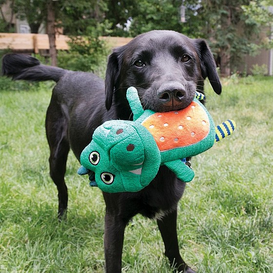 ���� ���� ���� ���� ���� S, �����  �����  Kong Whoopz Hedgehog
