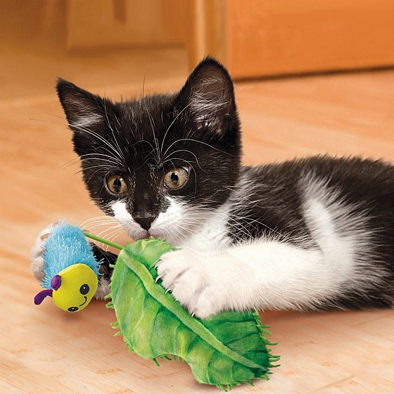 ���� �������� ��� �� ���, ����� ����� �� ����� KONG Flingeroo CATerpillar