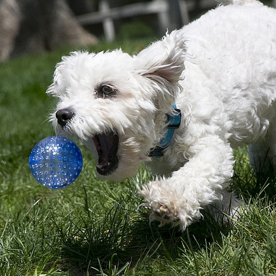 ���� ���� �������� 2 ��, ���� ���� ������ �����,  ���� S, ���� ������   KONG  Signature Ball