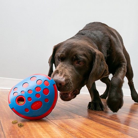 ���� ���� ������� M/L  ���� �����  KONG Rewards Wally    
