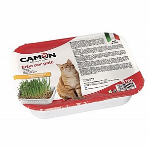 ��� ������� ���� Camon