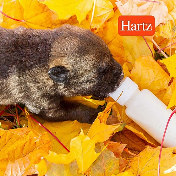 ����� ����� ���� �����  �� ��� ����  HARTZ
