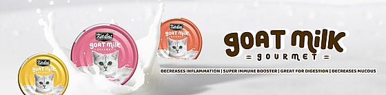 ��� �� Kit Cat ����� �� ��� ���� ���� ��� �����