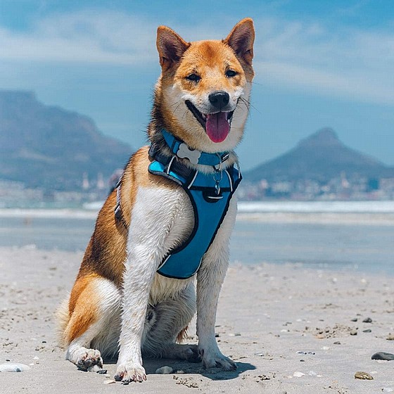 �� �����, ���� ����� ������ ���� ���� M ������ ����� Red Dingo 